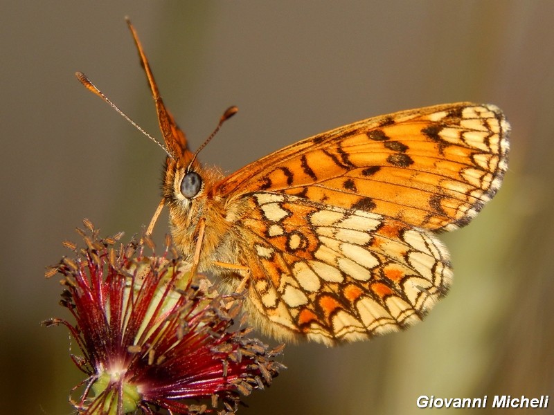 Un''altra colonia di Melitae athalia